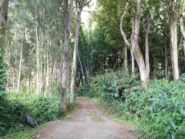 Large piste après l'aire de pique-nique sous les filaos