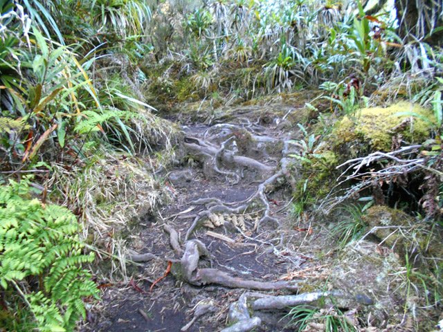 Après les antennes, le sentier rempli de racines débute dans la forêt primaire