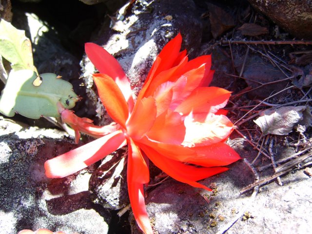 Quelques cactées poussent le long du sentier