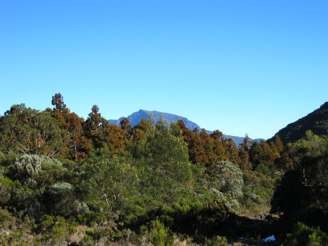 Au départ, le Piton des Neiges est caché par les cryptomerias