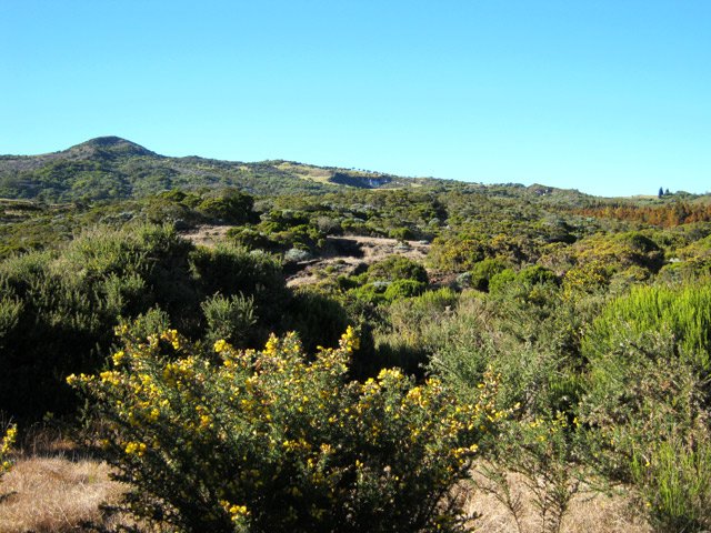 Le grand ajonc d'Europe prendra vite le dessus sur les autres plantes, comme au Maïdo