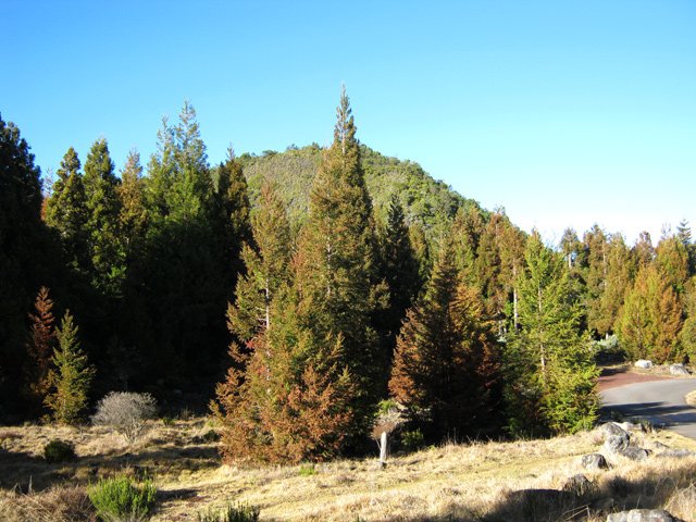 Le sommet du Piton Guichard qui dépasse des cryptomerias