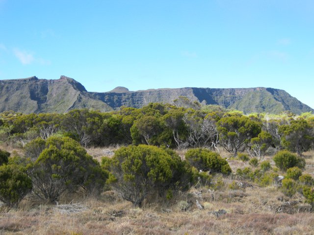 Le Commerson qu'on approchera bientôt