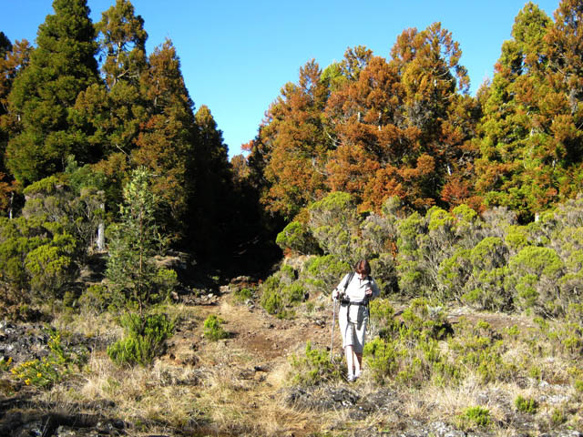 La fin des cryptomerias du Piton Guichard aux abords du Bras de Pontho