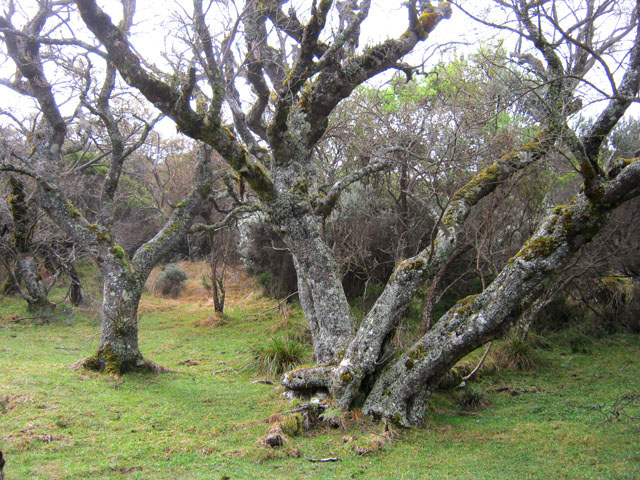 Quelques tamarins des Hauts dans les brandes et fleurs jaunes