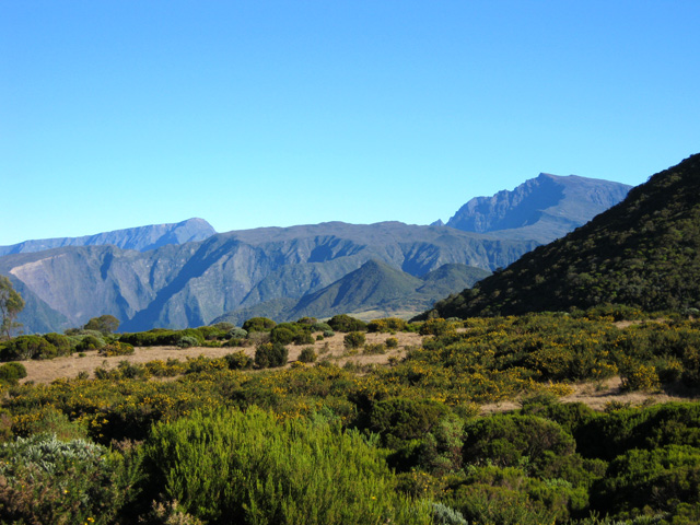 Les ajoncs d'Europe au pied du Piton Rouge. Au loin, le Piton des Neiges