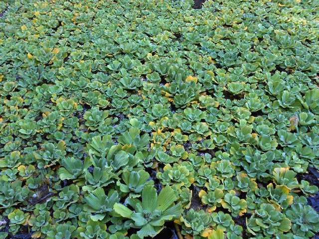 Laitue d'eau dans laquelle les tilapias aiment pondre et jouer