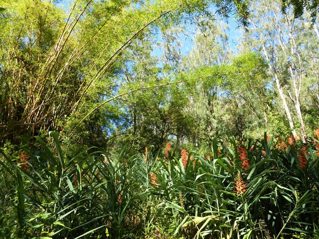 Bambous et longoses un peur partout sur le site