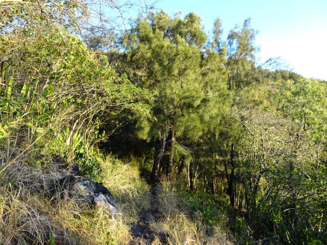 On traverse un petit bois de filaos et d'eucalyptus