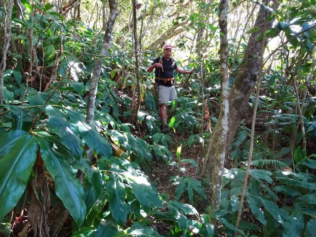 Zone envahie de longoses avant la Ravine Coin