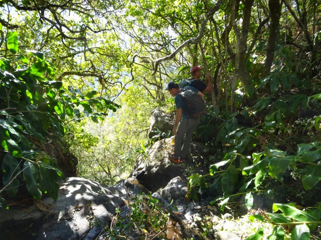 Zone envahie de longoses avant la Ravine Coin