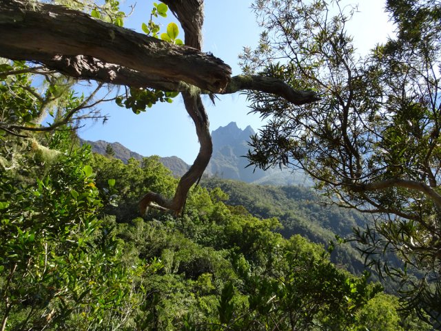 Un tamarin cache un peu le Gros Morne