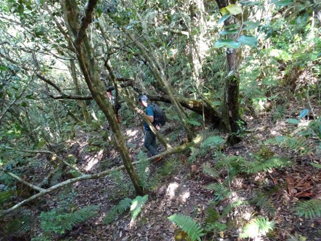 Début de la descente vers l'Îlet Fleurs Jaunes