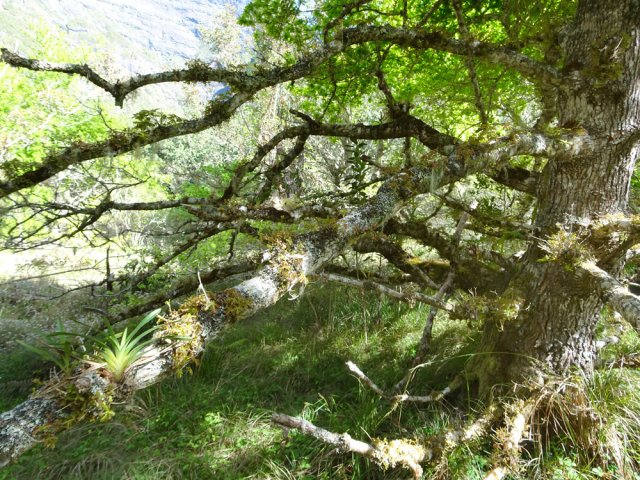Les premiers chênes aux longues branches couvertes d'orchidées