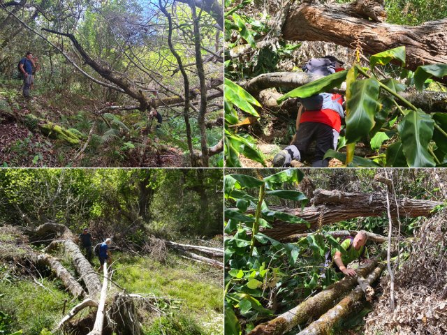 Il faut souvent se contorsionner pour poursuivre sous les troncs couchés au sol