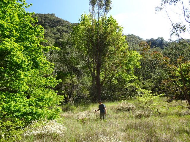 La zone herbue entourée de chênes où plus rien ne subsiste
