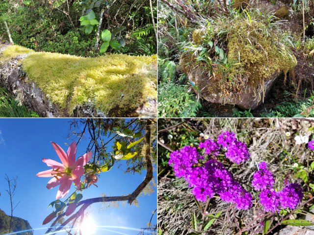 Quelques agréables rencontres végétales