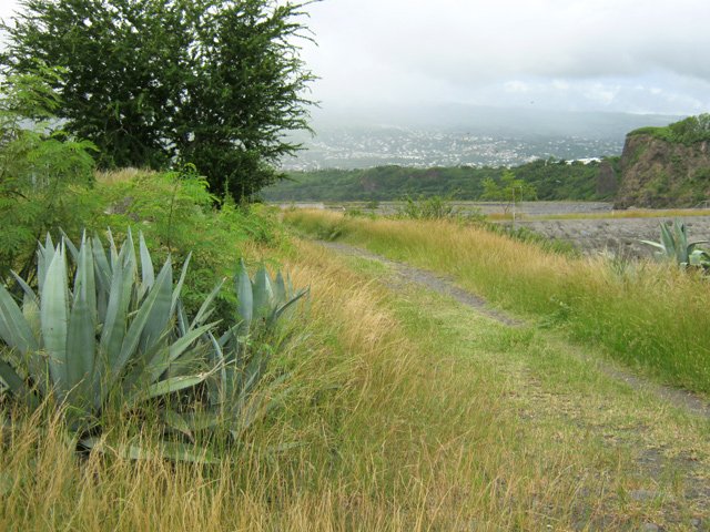 Chocas et épineux sont les seules plantes à vivre ici