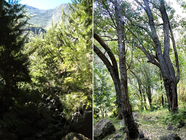 Une idée de la végétation à l'approche des kiosques