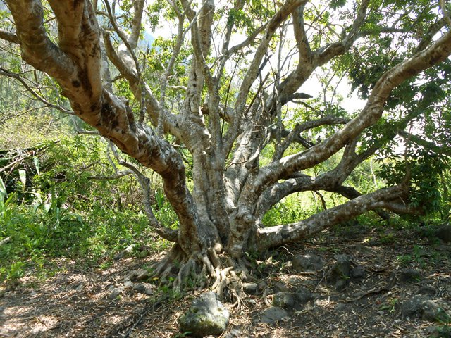 Un litchi de l'îlet