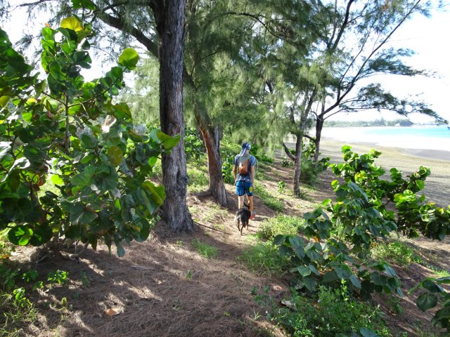 Le sentier ombragé par les filaos et plantations de mahots bord de mer