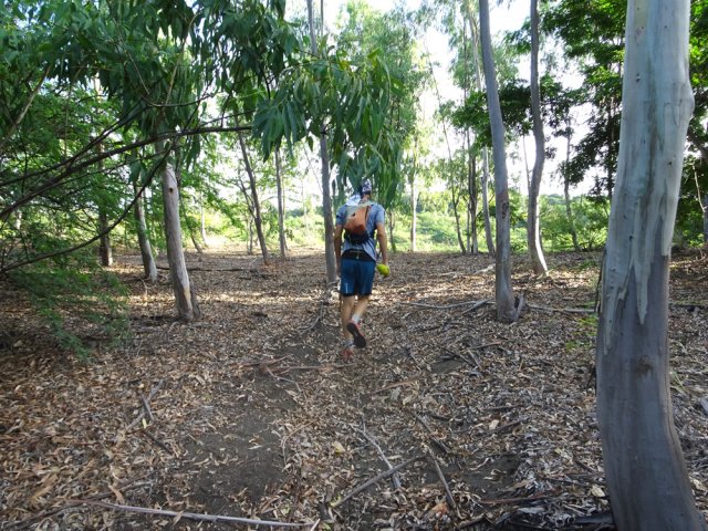 Suivre les traces de chevaux sous les eucalyptus vers la Ravine Mila