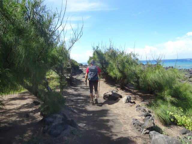 Les filaos rabougris penchés par le vent venu du large
