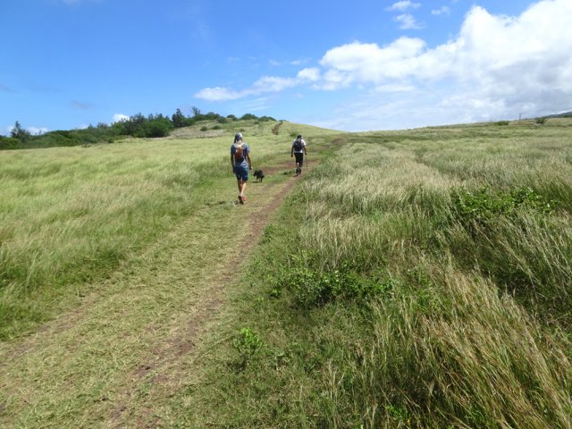 Plusieurs pistes passent au pied du Piton Reinette