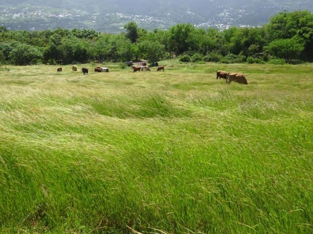 Rares sont les périodes où l'herbe est si verte