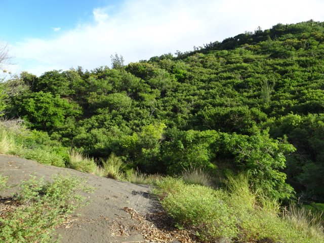 Coup d'œil sur la ravine verdoyante qu'on remontera bientôt