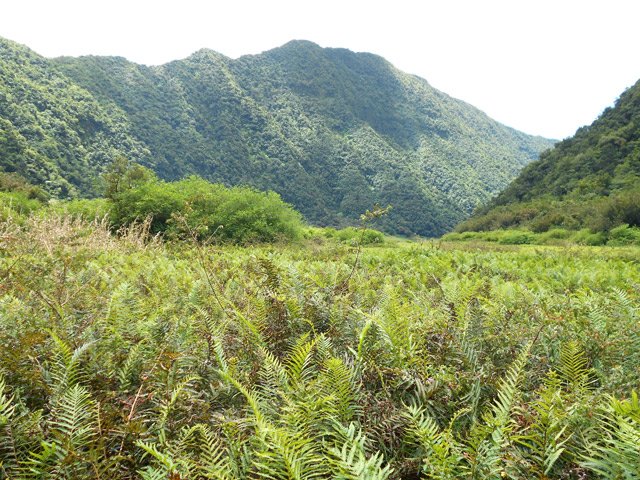 Retour dans les fougères du croisement vers le tour de l'étang