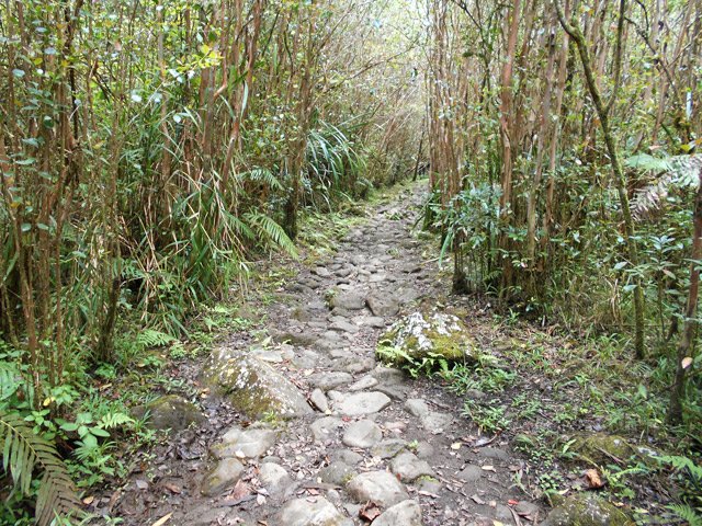 Début du sentier pavé vers les cascades entre les goyaviers