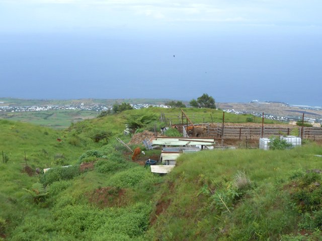 Un élevage de bovins dans les prairies en hauteur