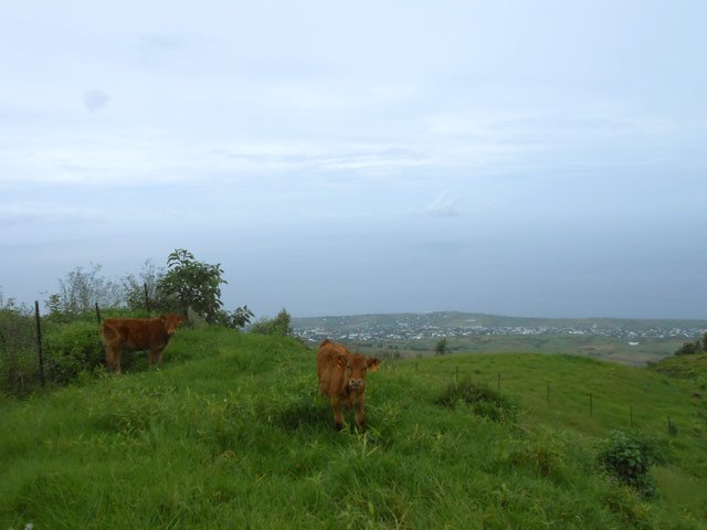 Début des zones d'élevage en arrivant au Piton la Boue