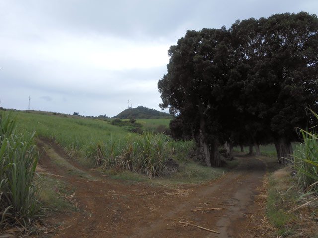 Tourner à gauche avant les premiers arbres