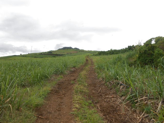 La piste agréable et en pente douce qui traverse la canne
