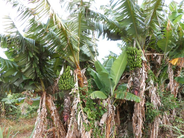Quelques pieds de bananiers pour égayer le paysage