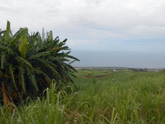 Une autre touffe de bananiers dans la montée