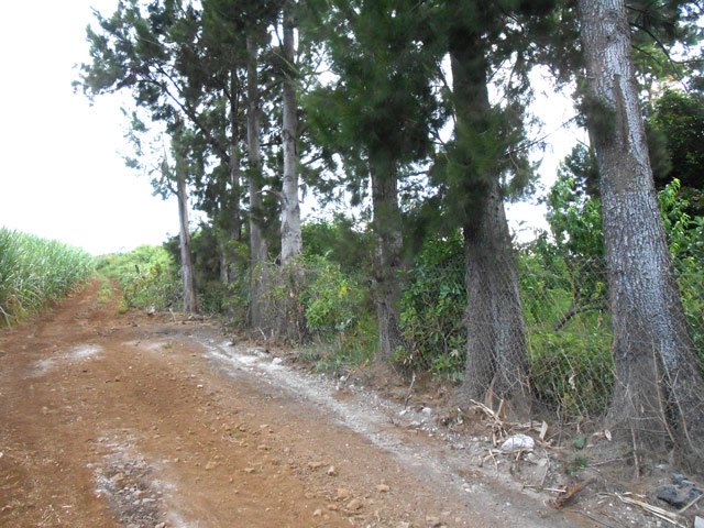 Fin de la montée. Tourner à droite en longeant le grillage sous les filaos.
