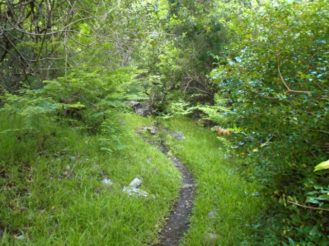 Une autre portion du sentier facile dans les herbes