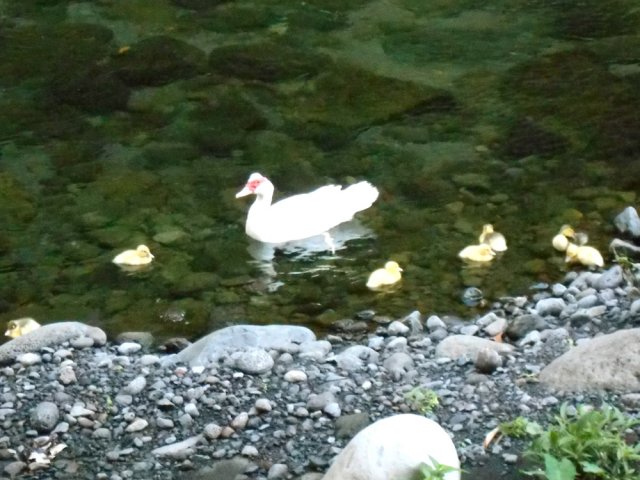 Les canards peuvent manger des chevrettes mais les anguilles adorent les canetons