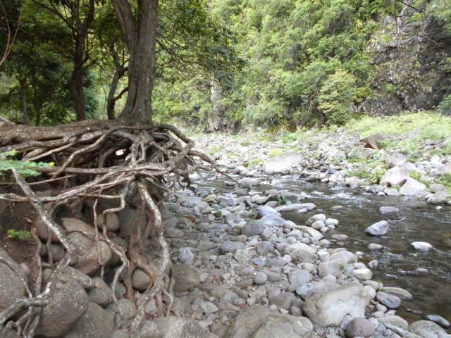 Les crues multiples n'ont pas encore déraciné cet arbre
