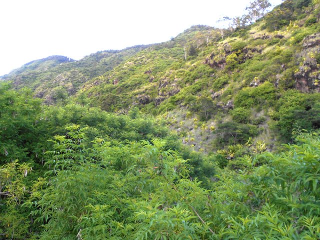 Les eucalyptus de la montée au Colorado, de l'autre côté de la rivière