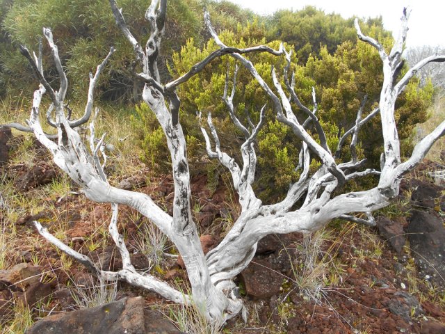 Il faut des années pour effacer les traces d'incendies