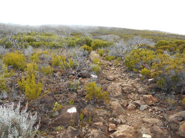 Une idée de la végétation à 2400 mètres d'altitude