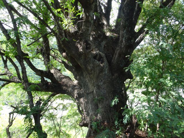 Ne pas manquer ce magnifique tamarin, âgé et tortueux