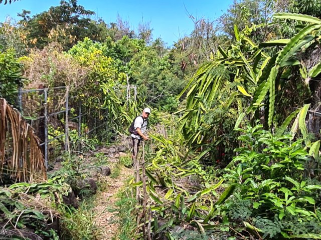 Quelques cultures subsistent mais manquent d'eau