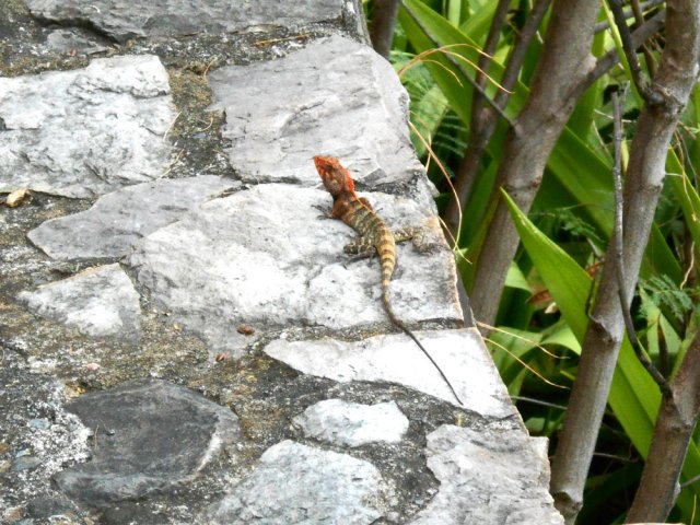 Les agames des colons fuient au moindre bruit