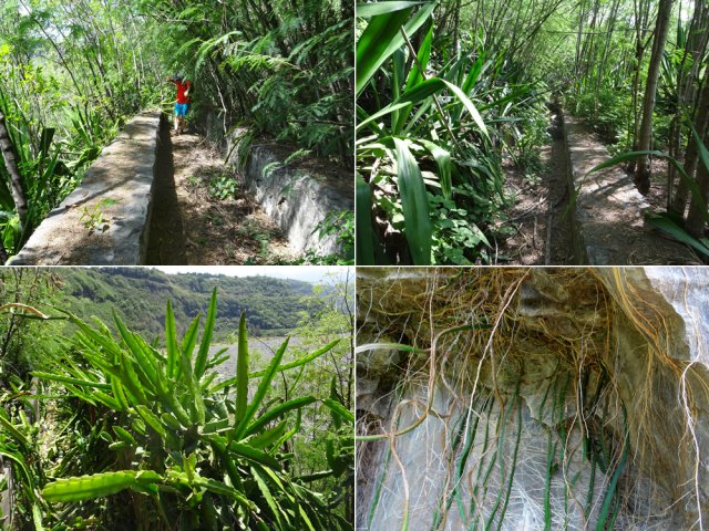 Des chocas et des cactus partout