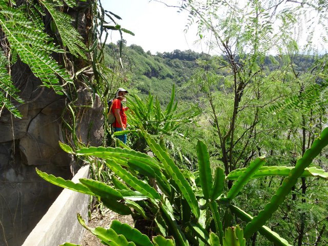 Il faut sabrer du cactus si l'on désire poursuivre vers les Aloès